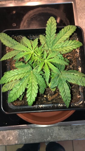 Growreport Bild 5