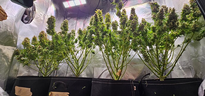 Growreport Bild 16