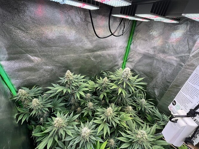 Screenshot 2025-02-27 at 06-18-55 Chimera Cut - Anesia Seeds