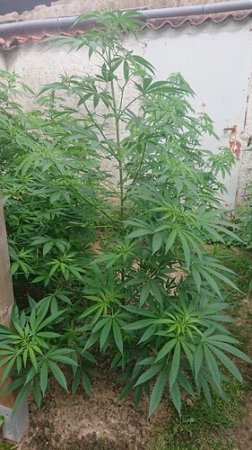 Growreport Bild 27