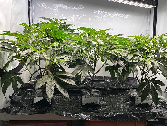 Growreport Bild 17