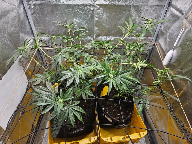 Growreport Bild 3