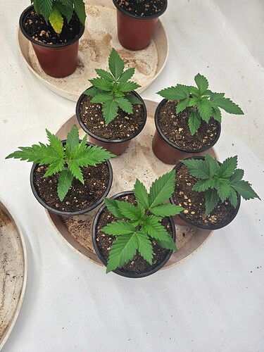 Growreport Bild 1