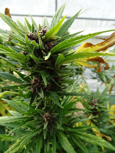 Growreport Bild 40