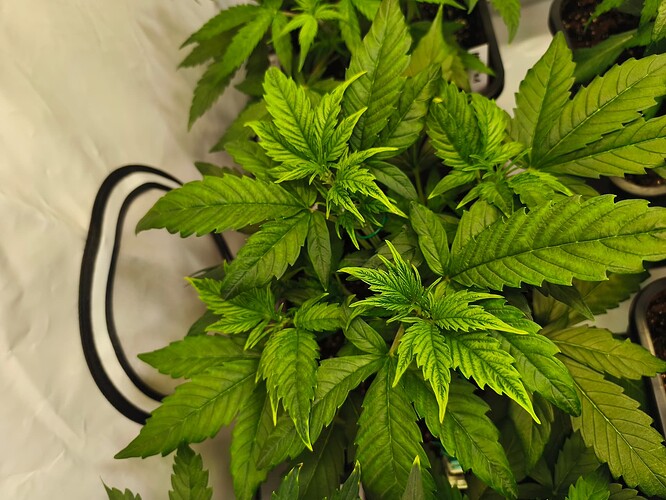 Growreport Bild 10