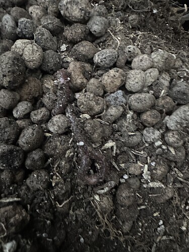 Growreport Bild 43
