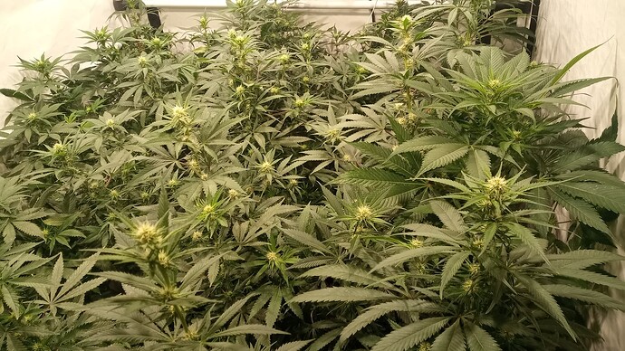 Growreport Bild 2