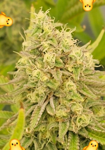 Growreport Bild 1