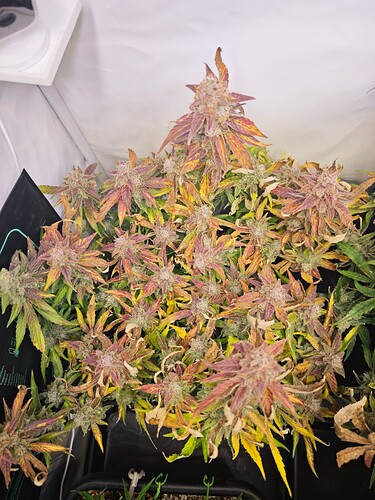 MVIMG_20251202_163913