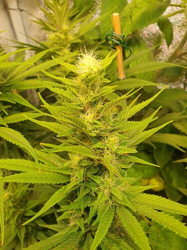 Growreport Bild 6