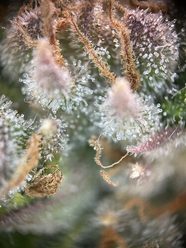 Growreport Bild 11