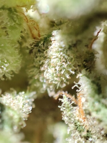 Growreport Bild 39