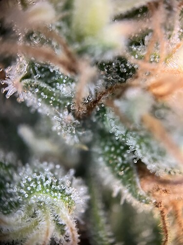 Growreport Bild 6