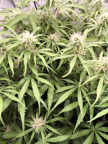 Growreport Bild 11