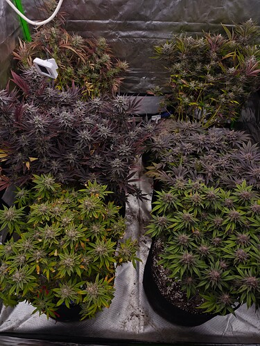 Growreport Bild 11