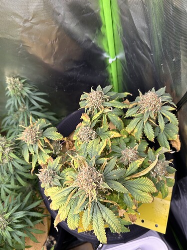 Growreport Bild 4