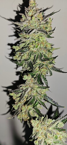Growreport Bild 67