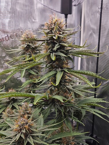 Growreport Bild 10