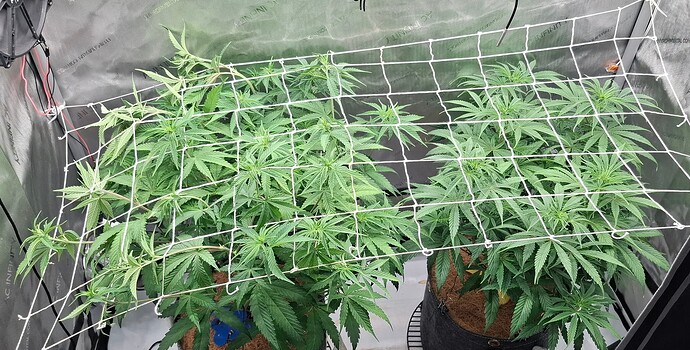 Growreport Bild 5