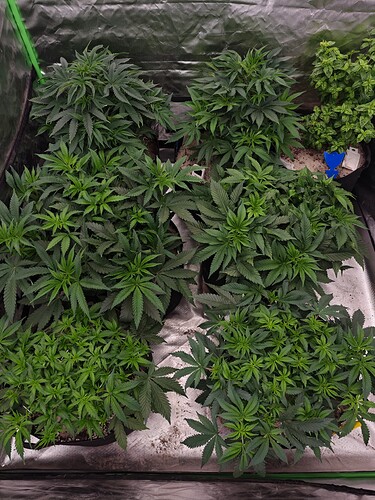 Growreport Bild 7