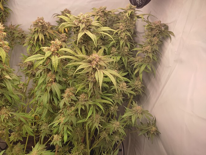 Growreport Bild 28