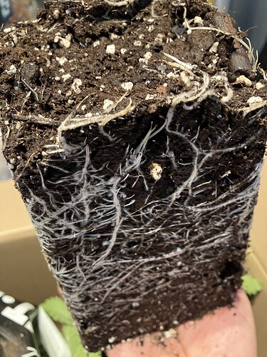 Growreport Bild 4