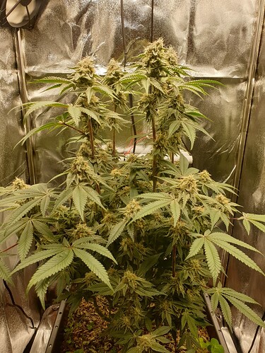 Growreport Bild 2