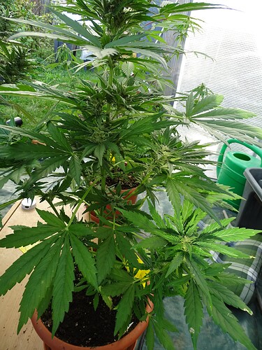 Growreport Bild 38