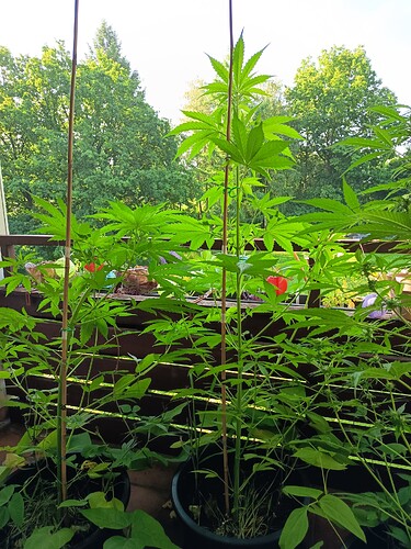 Growreport Bild 4