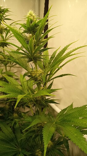 Growreport Bild 22