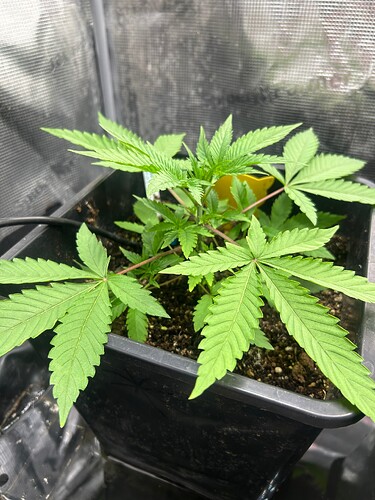 Growreport Bild 25