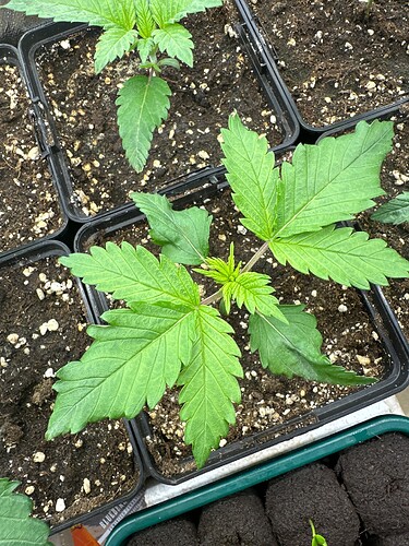 Growreport Bild 11
