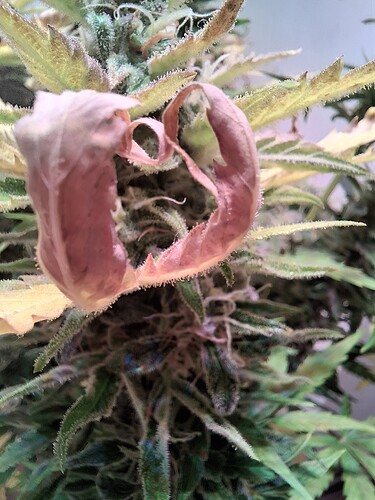 Growreport Bild 3