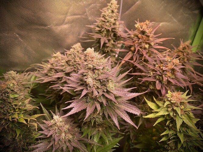 Growreport Bild 5