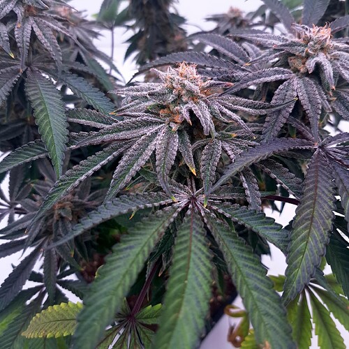 Growreport Bild 33