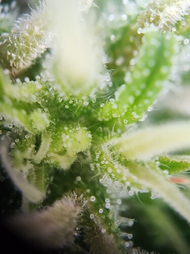 Growreport Bild 4