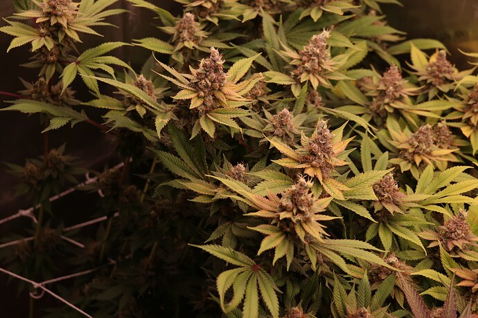 Growreport Bild 38