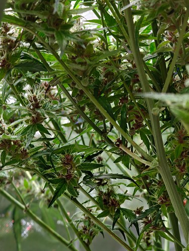 Growreport Bild 3
