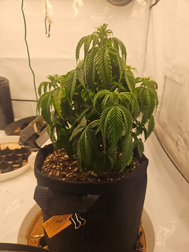 Growreport Bild 16