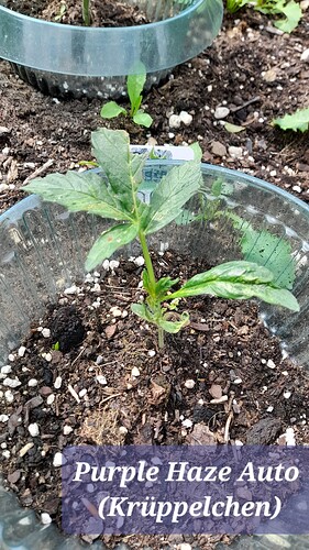 Growreport Bild 2