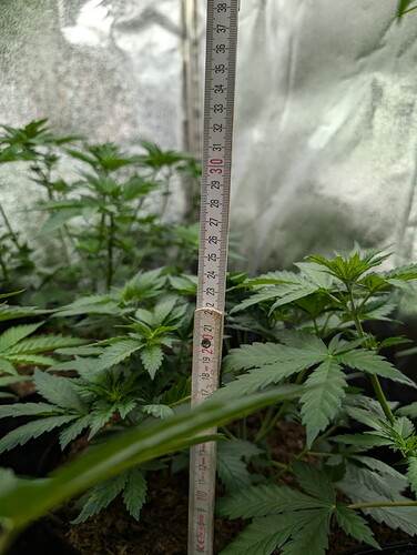 Growreport Bild 9