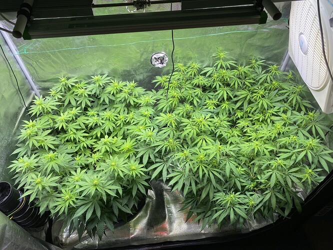 Growreport Bild 43
