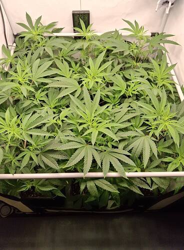 Growreport Bild 4