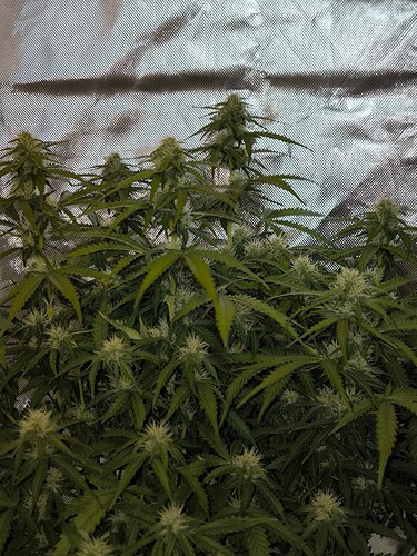 Growreport Bild 5
