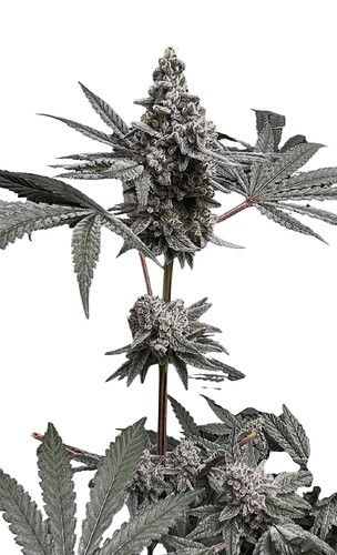 Growreport Bild 47
