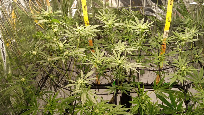 Growreport Bild 3