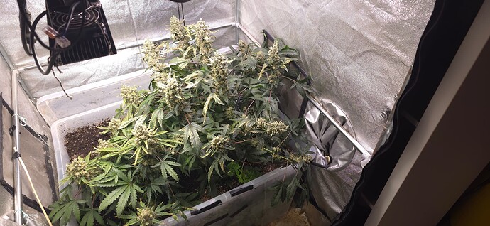 Growreport Bild 1