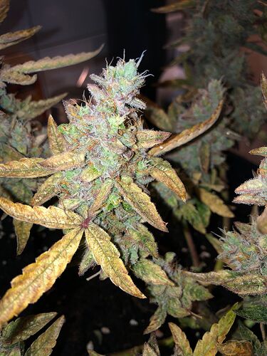 Growreport Bild 3