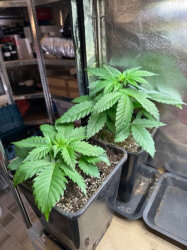 Growreport Bild 71
