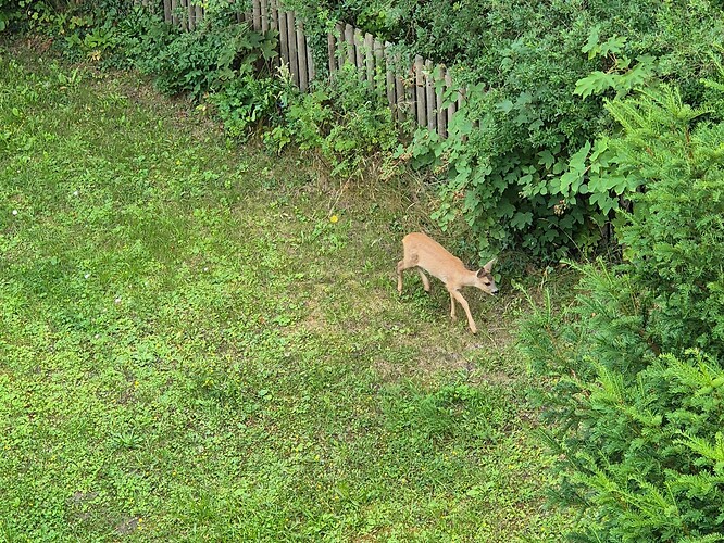 Rehkitz im Garten